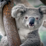 coala-universidades-da-austrália